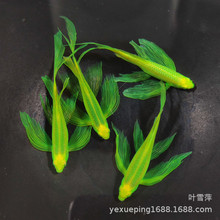 蝶翼翡翠斑马鱼荧光斑马鱼热带观赏鱼水族小型草缸群游鱼渔场批发