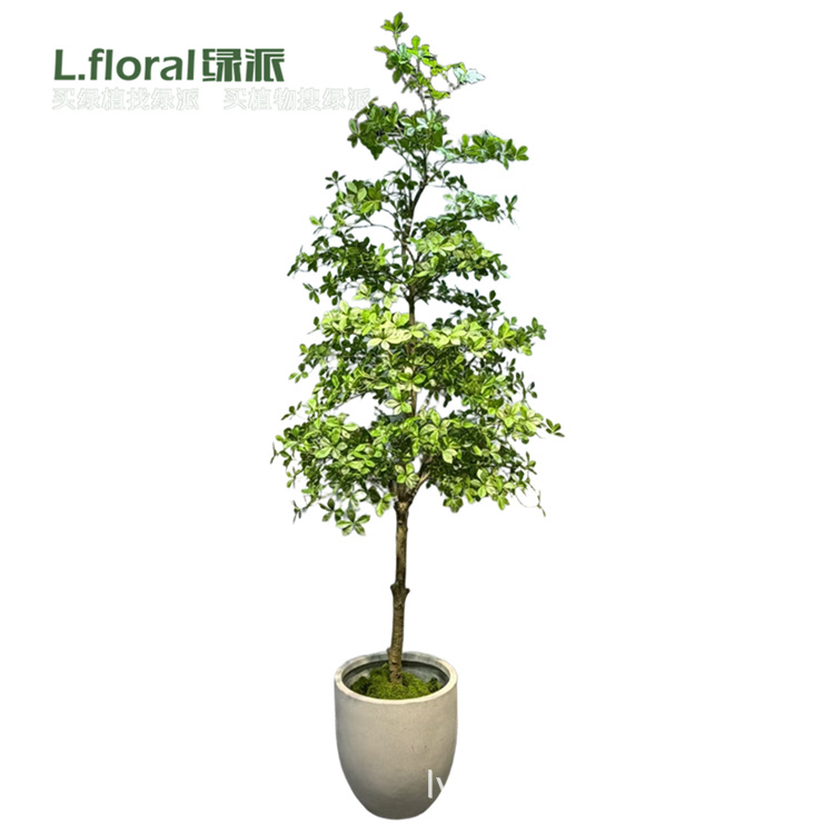 北欧家居红叶紫檀树大型仿生植物假盆栽福禄桐仿真树红树林栀子树