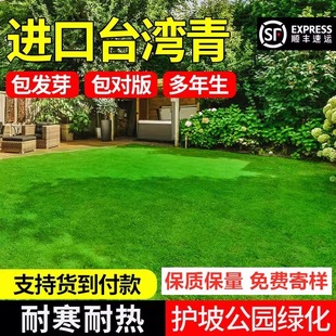 Taiwan Qing No. 2 Lawn Grass Seed Is Dwarf, Evergreen, High Temperature Resistant and Trampling Resistant, Taiwan No. 2 Lawn Grass Seed for All Seasons