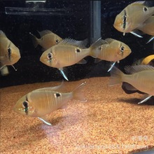 �}����������ʯ�~���w��������ʳ�����Ꭷ�^�p�~������B�O�����l