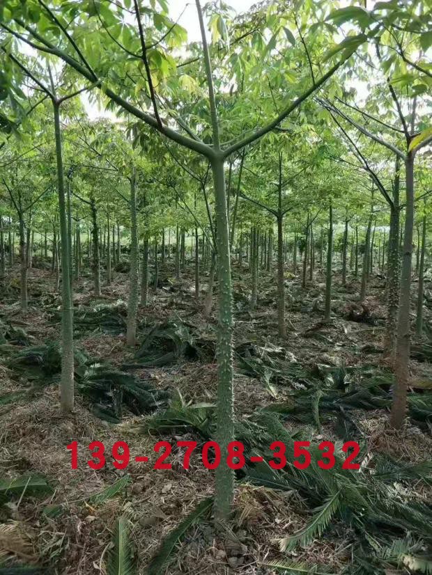 绿化美丽异木棉木棉苗树苗人工程树苗美丽美广东