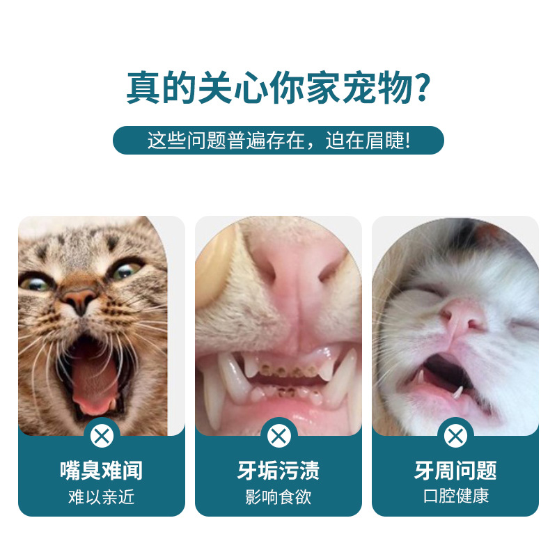 New round head pet toothbrush animal oral cleaning single pack sharpened soft hair cat and dog toothbrush manufacturer