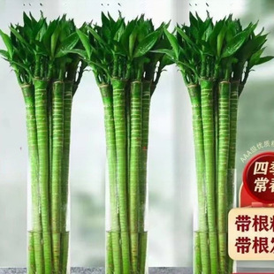 �����Ĳ��������F���D�\��ˮ�Bֲ��͏d�Һ��B������ˮ��G��Ƽ