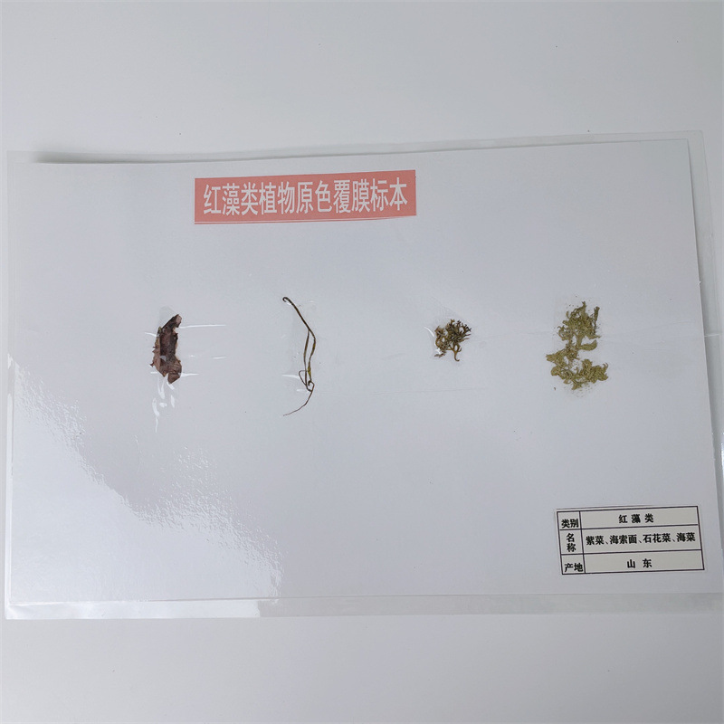 J43114 红藻类植物覆膜标本初高中生物科教仪器实验器材原色