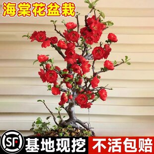 ԭ���ձ��L�۹ں��Ļ�����������辰�䘶�҃Ȼ����ͺ��ذꎧ����