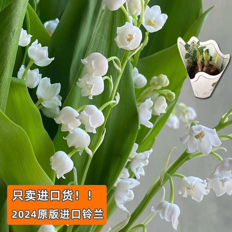 Xunhuagel Netherlands Imported Lily of the Valley Bulb Potted Flower Seedlings White Flower Set Indoor Office Fragrant Flowers