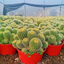 Ⱥ����������^����������҃��������Է���Xݗ���k�����҃ȶ���