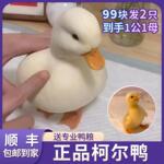 柯尔鸭活宠物网红可达鸭苗活物小黄鸭子活的科尔鸭柯基鸭小苗幼崽