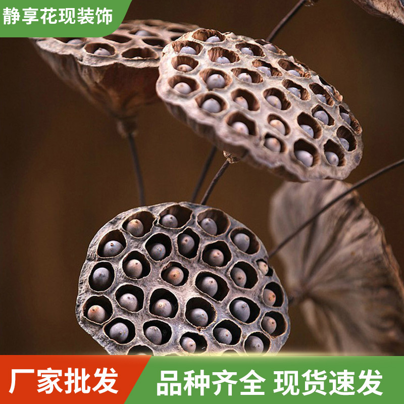Dried Lotus Pods with Seeds, Natural Dried Lotus Flowers, Buddhist Supplies, Floor Art, Zen-Style Home Decoration, Photography Props