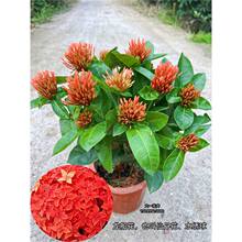 ���������Ԏ����ɵ���ˮ�������҃����̨ͥԺֲ����B�_������