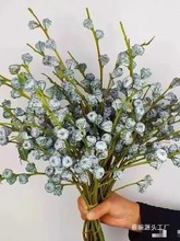 【钻石尤加利果】夏日不死鸟新鲜采摘做干花鲜花真花云南基批发