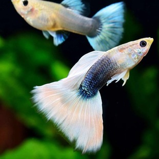 ��ȸ�~���w�Pβ�~��ˮȺ�Ό�����~���NС��̥���~�~��Ꭷ�^�p�~