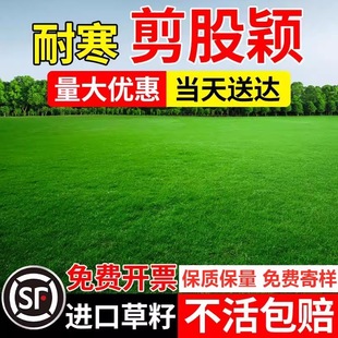 High-grade creeping shear Yingbente a4 grass seed lawn seed courtyard villa dedicated high-grade evergreen treadmill