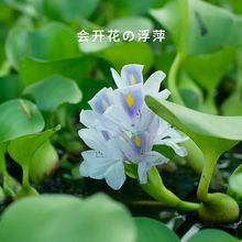 水葫芦浮萍水草花卉植物种苗鱼塘鱼池鱼缸养乌龟缸净化水质水芙蓉