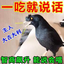 鹦鹉八哥开口粮饲料鸟食八哥鹩哥提前开嗓易学话高蛋白营养鸟粮