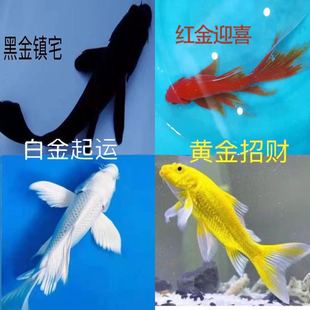 Live Ornamental Fish: Goldfish, Koi, Grass Goldfish, Cold Water Fish, Black Gold Koi, Gold Koi, White Gold Koi, Small Fish