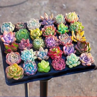 �����������ֲ���Ƕ��\�M���[�P��������������Ծ�β�������ҵ�