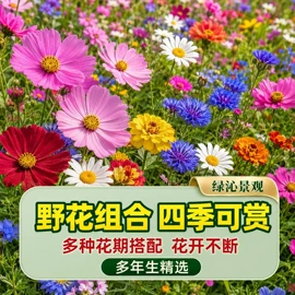 种子;草种子;盆栽