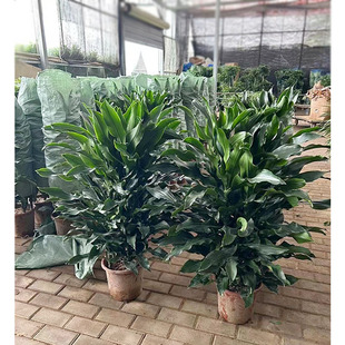 �ݼy�F���ԾGֲ ���y�F �����e�F�� ���~�F �_���F �҃ȾG��ֲ��