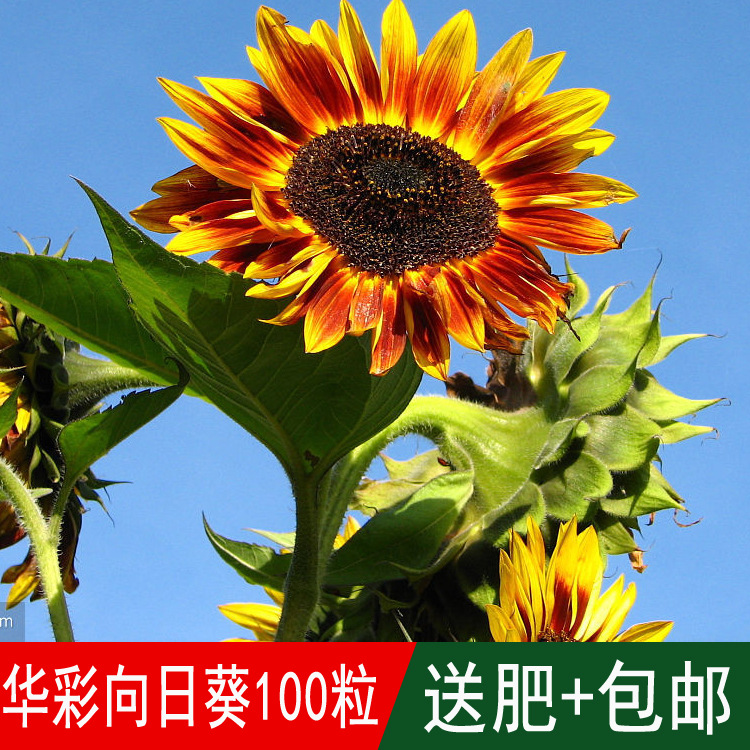 华彩向日葵种子春秋天播四季简单家庭阳台盆栽适合大面积播种 种苗花卉网