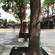 ���ϸɘ�֦늾����@��ľ���ٗl�bܷ�Ƥ������Ę��ٴ�����