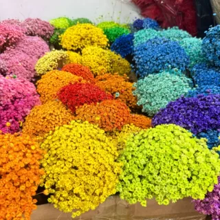 花者巴西小雏菊干花永生mini花束树脂蜡烛diy干花配材迷你小星花