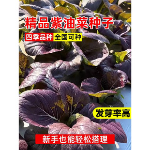 ���_�m�Ͳ˷N����ɫ�t�Ͳ˷N�� С����ļ��ˈ@�Nֲ����߲˷N��