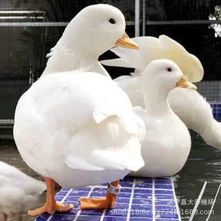 哪里有柯尔鸭养殖一对柯尔鸭多少钱 景区观赏柯尔鸭萌宠展宠物鸭