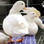 景区多少观赏宠物鸭养殖