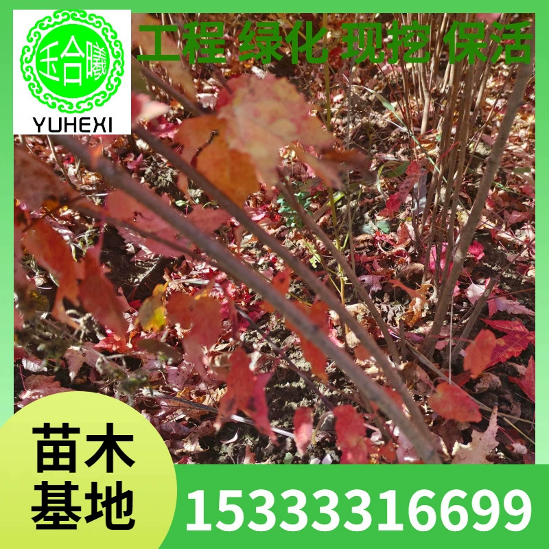 Треугольные саженцы клена, северо-восточные зеленые живые изгороди, саженцы чайного клена, красные кленовые листья и осенние цвета, полные характеристики