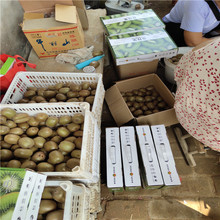 优猕猴桃批发商 嫁接成品猕猴桃苗价格 供应红心猕猴桃苗