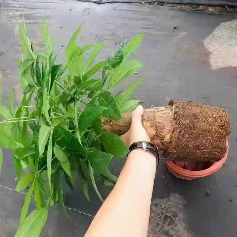 árboles ricos pequeñas plantas de maceta flores verdes plantas de oficina absorción de formaldehído árboles hidropónicos de bambú de lapis verde buena alimentación maceta