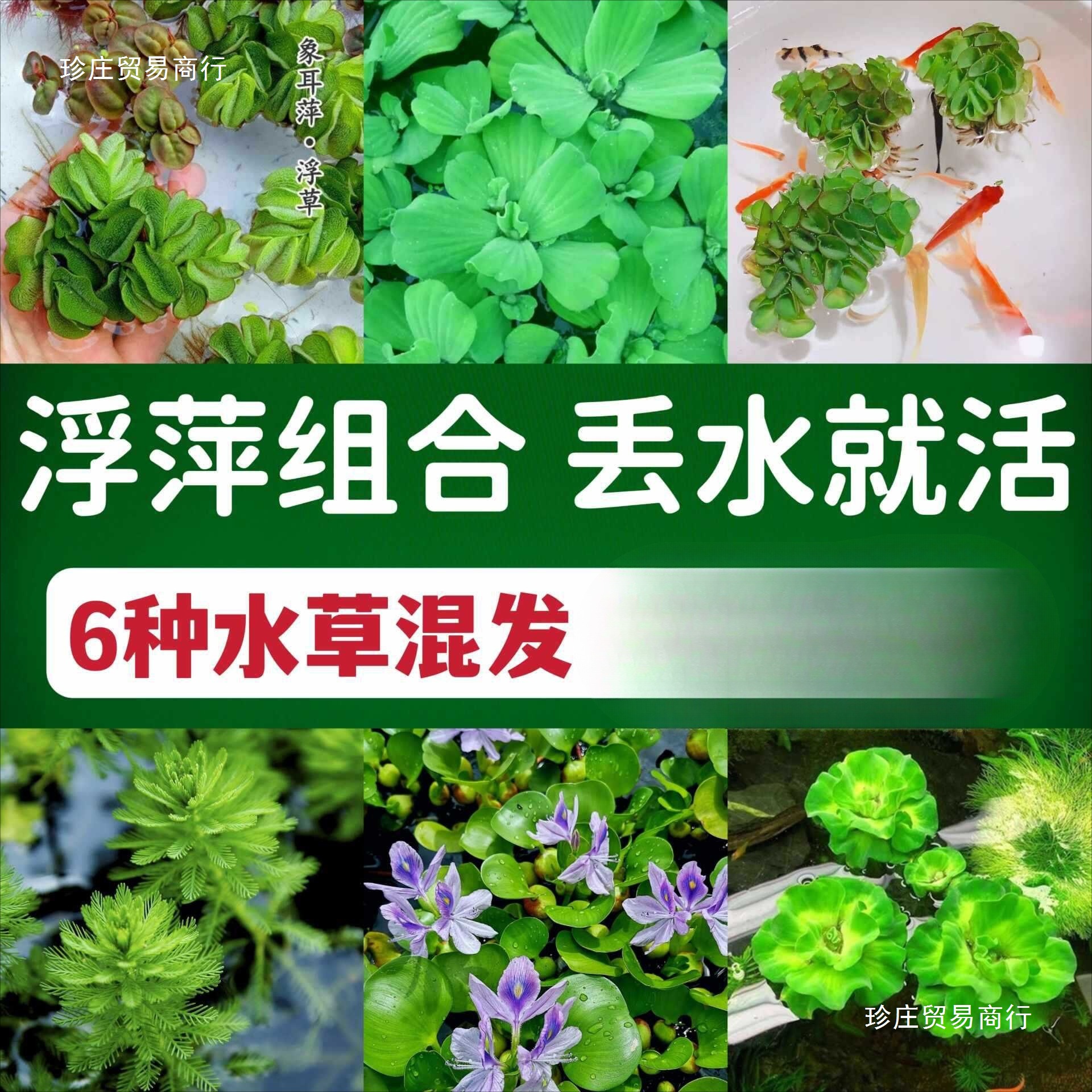 净化鱼缸水培浮萍龟缸水草无土养龟绿植水质活体水生植物养鱼种子