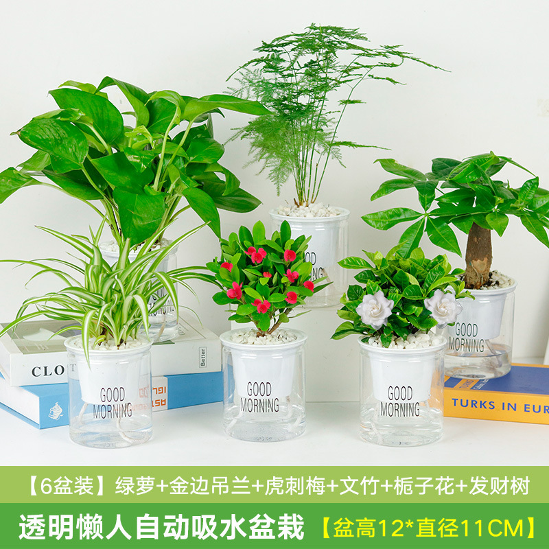 초가치 청무 6화분 + 돈나무 + 치자나무 + 거미 식물 + 아스파라거스 + 호랑이 가시(흡수성 분지)