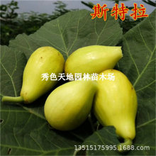 ˹�����o�������翹�����ļt�ğo�����籱�Ϸ��Nֲ�����Ԯ���Y��