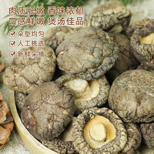 �㹽��؛500g���b�r����؛�o���^����r�aƷ���lʳ�þ������㹽