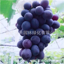 黑奥林黑巴拉多黑玫瑰黑色甜菜早夏无核葡萄苗早熟甜葡南北方种植