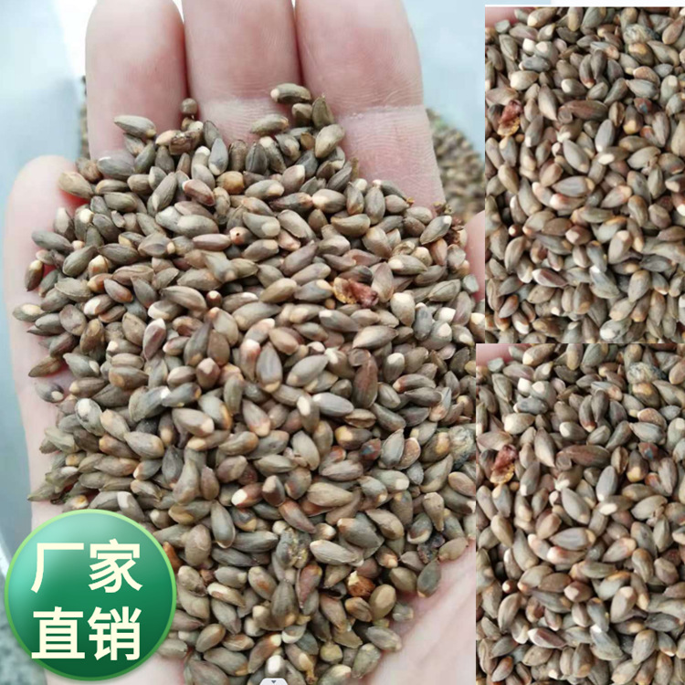 批发松柏种子  松柏籽 扁柏 侧柏 边坡 高速公路两侧种植树种