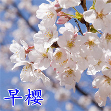 日本樱花树苗木庭院南北方种植盆栽大绿化风景树苗室外花卉早晚樱