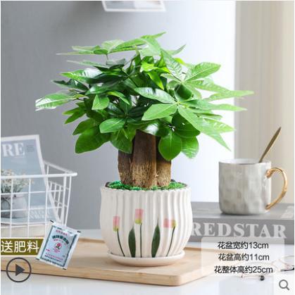 Three-pole money tree [tulip]