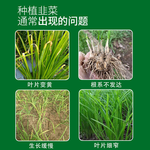 Season-Universal Pot Planting Vegetable Garden Chives Special Fertilizer Root Enhancement and Seedling Strengthening Anti-Caking Granular Slow-Release Non-Burn Root