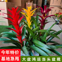 【室内盆栽凤梨花】_室内盆栽凤梨花品牌/图片/价格_室内盆栽凤梨花批发_阿里巴巴