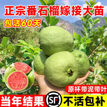 ��ʯ������t�İŘ��޽����Ѽt��ʯ�����ϱ���ͥԺ�Nֲ����Y��