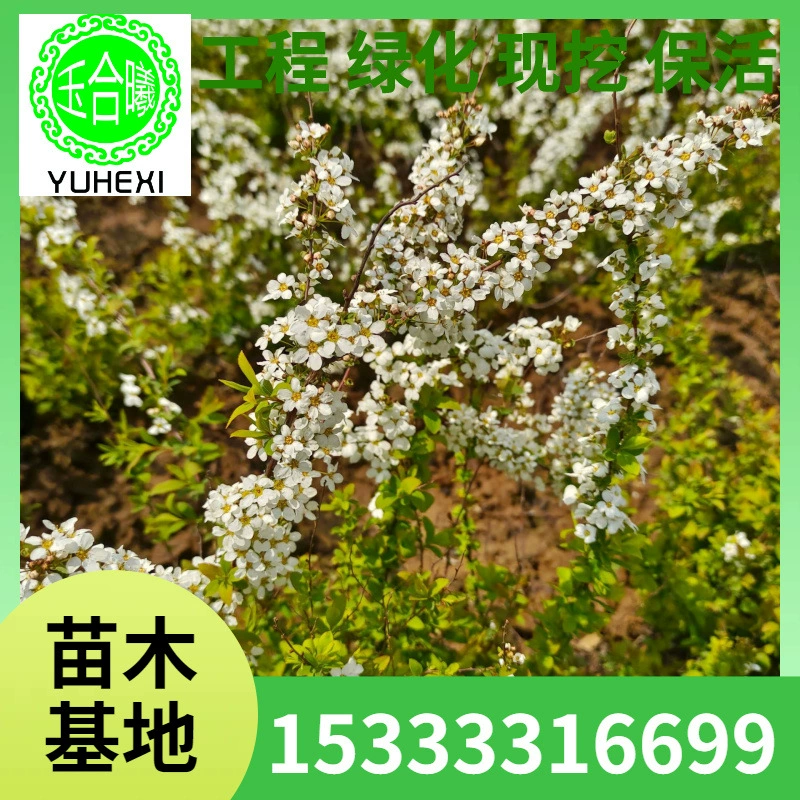 Жемчужная ива, шар ивы, цветущая снежная ива, ива с листьями ивы, куча ивы, оптовая продажа онлайн