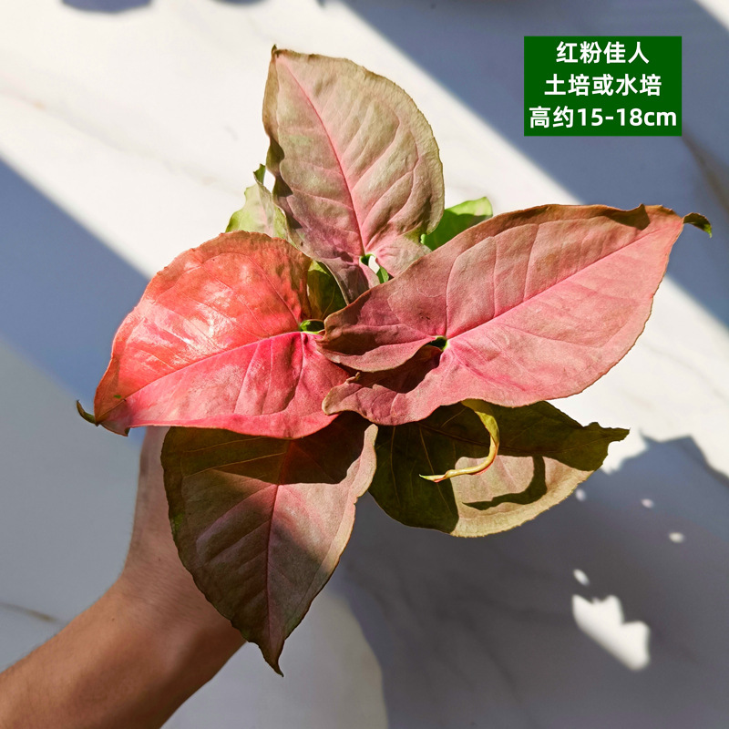 육상재배 또는 수경재배 - 빅 레드 뷰티