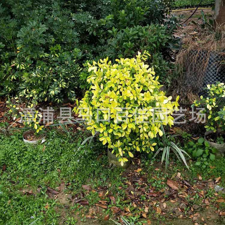 �ƽ�����65Ԫ (3).jpg