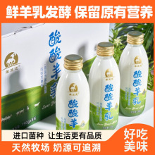 优质原生乳高温杀菌风味发酵乳热处理工艺原味酸奶早餐学生党直发