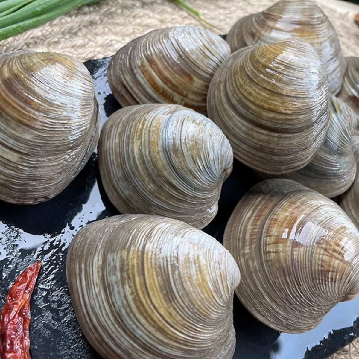 美贝壳类海鲜花甲野生花蛤文蛤蚬子新鲜鲜活贝类水产批发蛤蜊