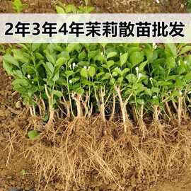 重瓣大苗茉莉花苗花卉盆栽横县白茉莉安茉莉花老桩广西批发双瓣