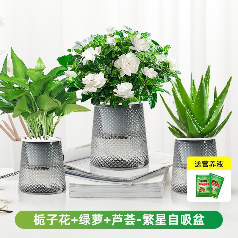 치자나무 + 포토스 + 알로에베라(별화분) + 영양액